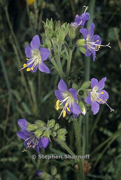 polemonium occidentale 5 graphic